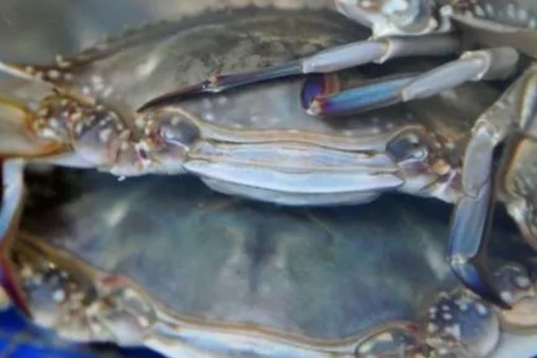 梭子蟹的养殖水温和盐度,要求水温在18℃以上