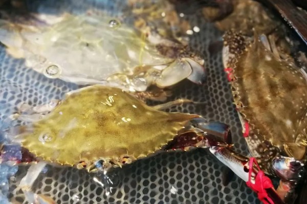 梭子蟹的养殖水温和盐度,要求水温在18℃以上