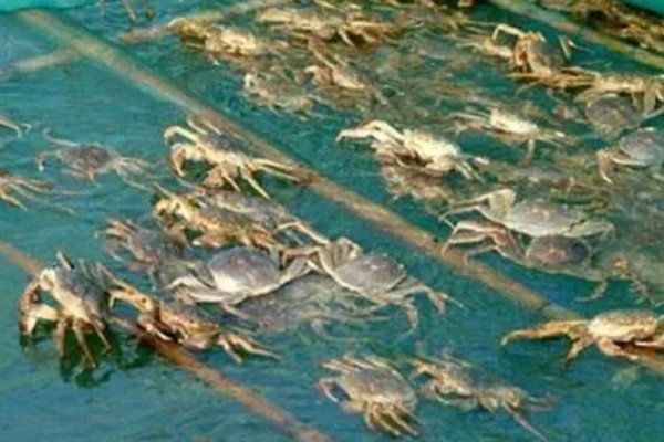 梭子蟹的养殖水温和盐度,要求水温在18℃以上