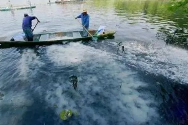 梭子蟹的养殖水温和盐度,要求水温在18℃以上