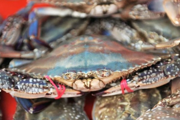 梭子蟹的养殖水温和盐度,要求水温在18℃以上