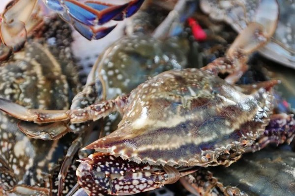 梭子蟹的养殖水温和盐度,要求水温在18℃以上