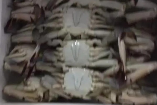 梭子蟹的养殖水温和盐度,要求水温在18℃以上