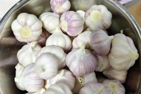 蒜苗反季节栽培技术，底肥一定要施足