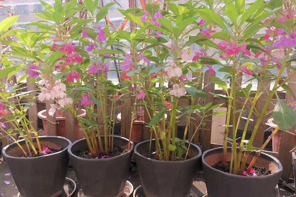 凤仙花的外形特点，茎高40-100厘米