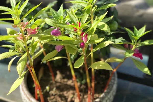 凤仙花的外形特点，茎高40-100厘米