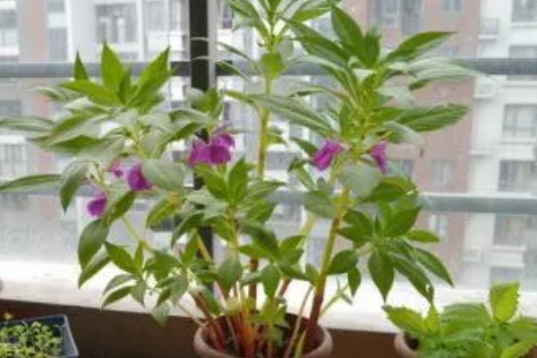 凤仙花的外形特点，茎高40-100厘米