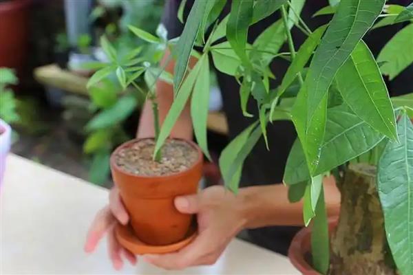发财树的繁殖扦插方法，在夏季6-8月份进行