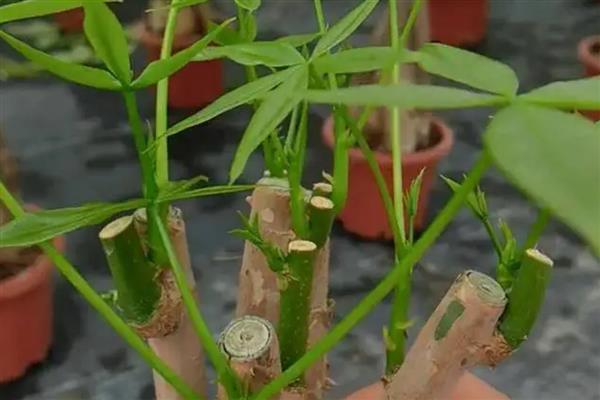 发财树的繁殖扦插方法，在夏季6-8月份进行