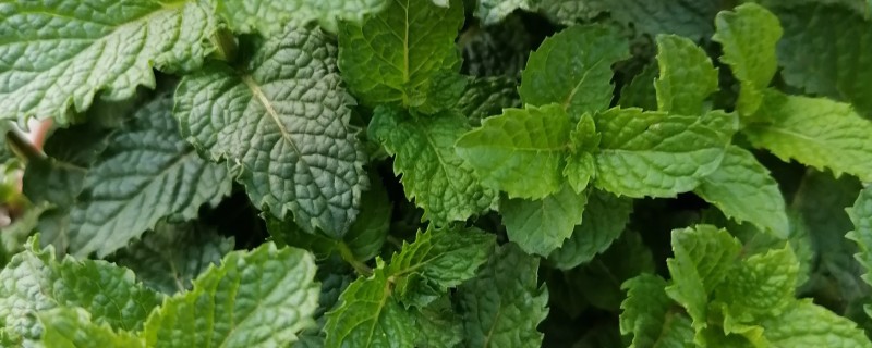 香草有哪些品种，常见的有薄荷、百里香等