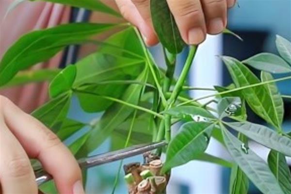 发财树的繁殖扦插方法，在夏季6-8月份进行