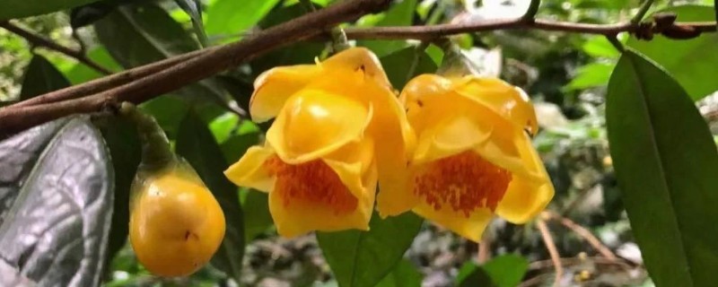 秋天开的花有哪些，常见的有金花茶、番红花等