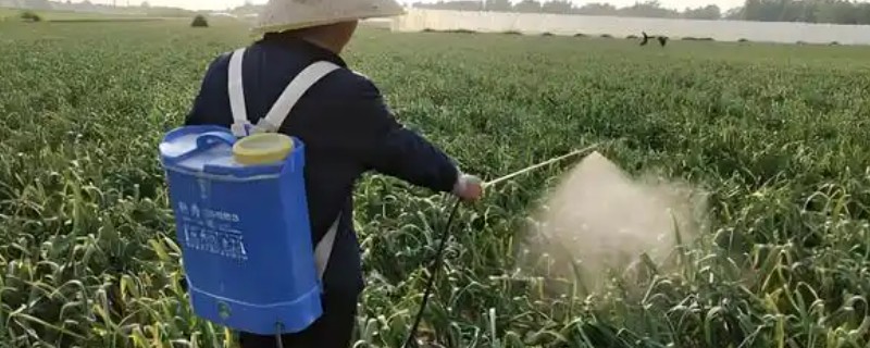 大蒜除草用哪种除草剂，可用乙草胺、二甲戊灵等