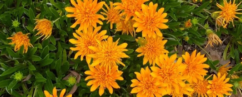 哪种小黄花近似向日葵，常见非洲菊、结香花、金光菊等品种