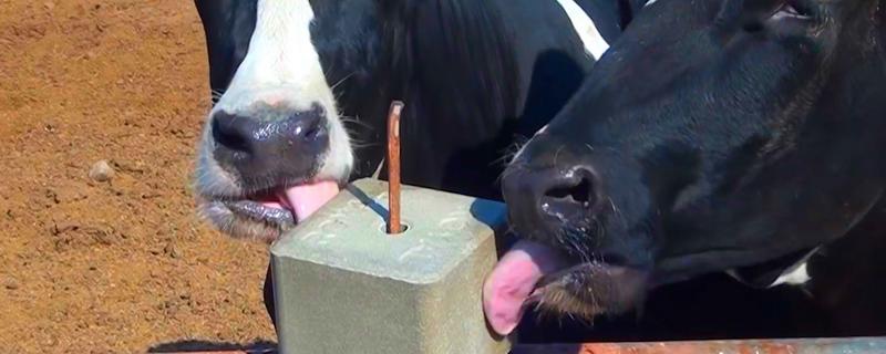 如何防治牛舔土吃，可以用舔砖治疗