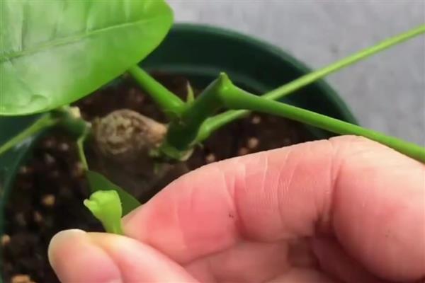 发财树的繁殖扦插方法，在夏季6-8月份进行