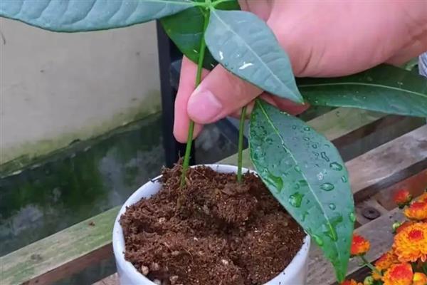 发财树的繁殖扦插方法，在夏季6-8月份进行