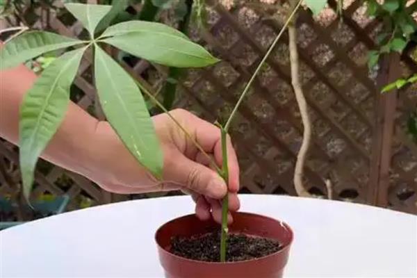 发财树的繁殖扦插方法，在夏季6-8月份进行