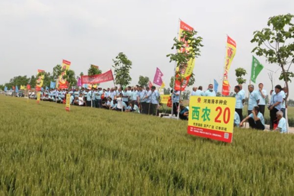 西农20小麦品种的特征特性，全生育期约227.1天