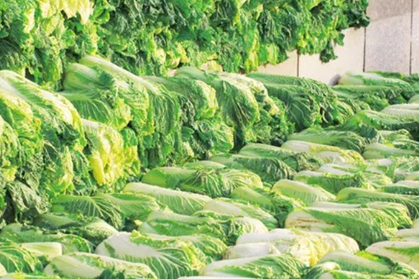 白菜的亩产量,亩产量在5000-10000斤之间