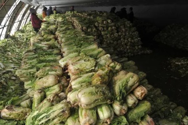 白菜的亩产量,亩产量在5000-10000斤之间