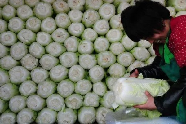 白菜的亩产量,亩产量在5000-10000斤之间