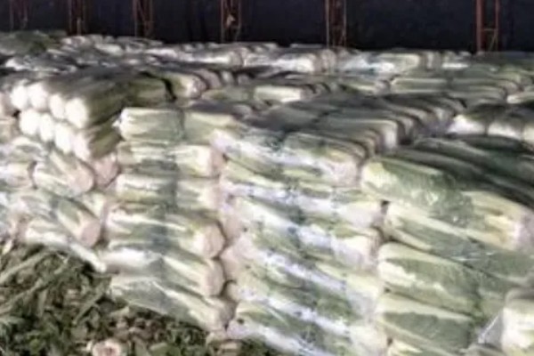 白菜的亩产量,亩产量在5000-10000斤之间