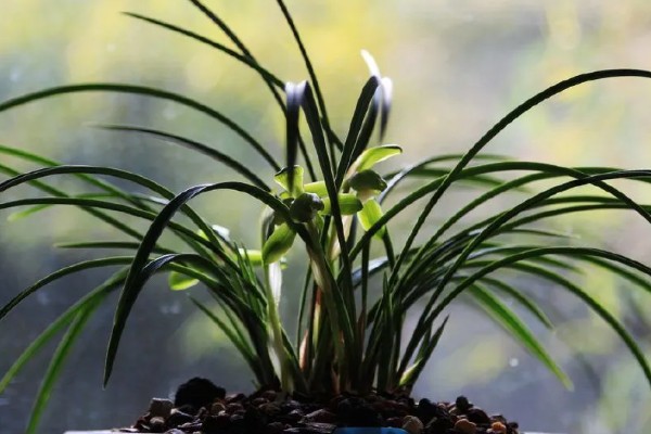 兰花出现黄叶如何处理，需保持充足光照