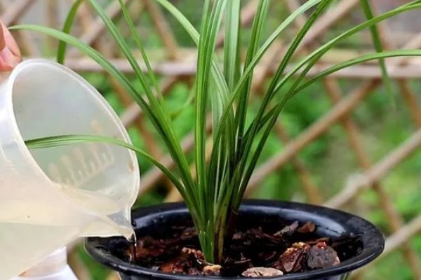 兰花出现黄叶如何处理，需保持充足光照