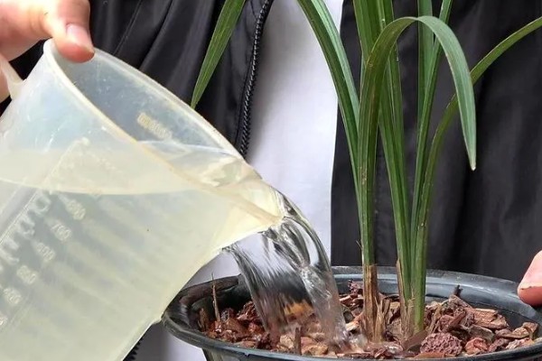 兰花出现黄叶如何处理，需保持充足光照