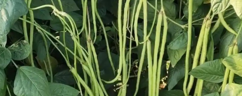 豆角侧枝怎么处理,需将生长过密的枝叶剪去