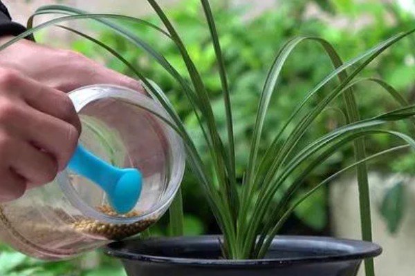 兰花出现黄叶如何处理，需保持充足光照