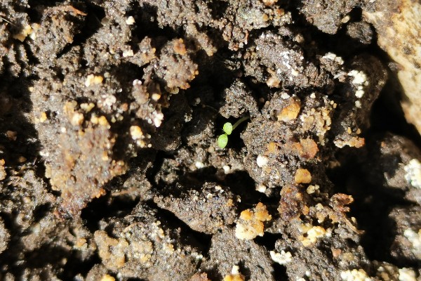 栀子花在几月份开始发芽，3-4月份开始发芽
