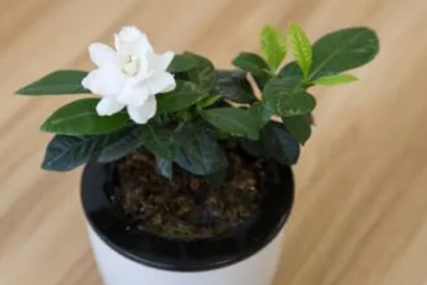 栀子花在几月份开始发芽，3-4月份开始发芽
