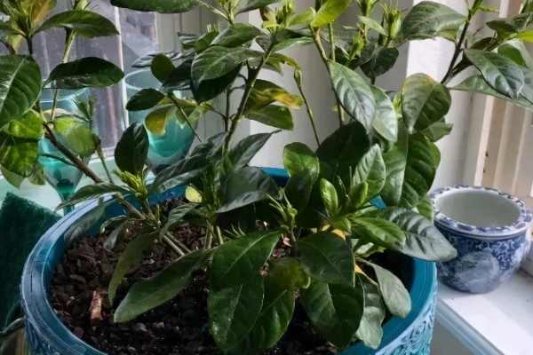 栀子花在几月份开始发芽，3-4月份开始发芽