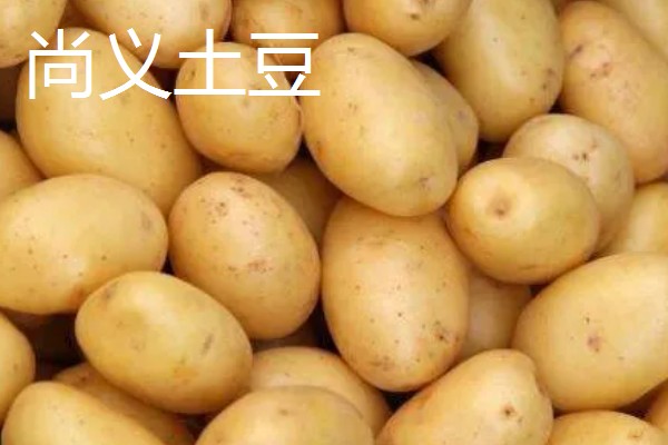 河北尚义县的特产，有尚义土豆、尚义莜面等