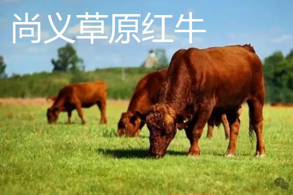 河北尚义县的特产，有尚义土豆、尚义莜面等