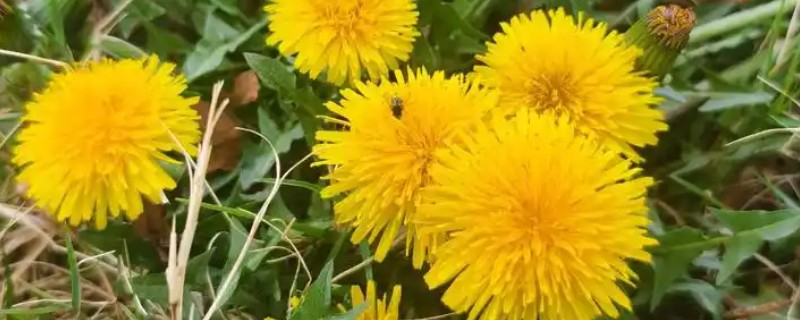 秋天的蒲公英是什么样子,花朵是鲜黄色的