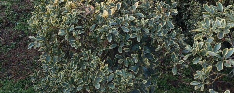 冬青的寓意,寓意着生机盎然