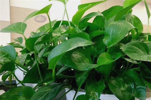 家里适合养哪些花,推荐绿萝、吊兰等