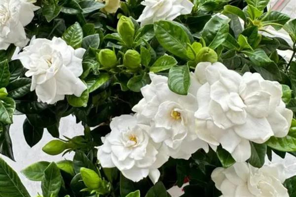 家里适合养哪些花,推荐绿萝、吊兰等