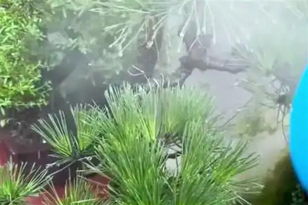 家里适合养哪些花,推荐绿萝、吊兰等