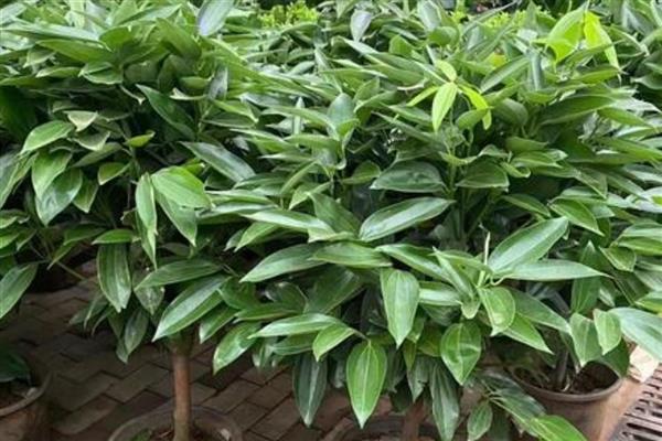 家里适合养哪些花,推荐绿萝、吊兰等