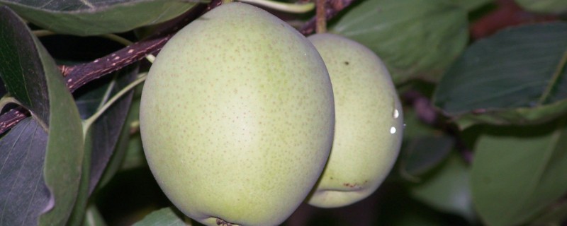 北方能种什么品种的梨,推荐白梨、花盖梨等