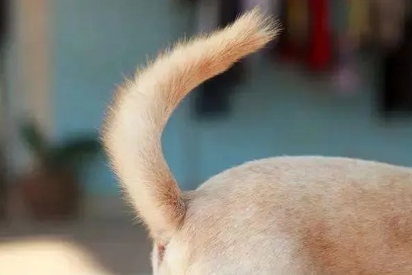 狗狗不理主人的原因,可能是心情不好或怀孕所致