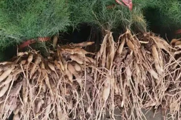 三年天冬的亩产量，在5000公斤左右