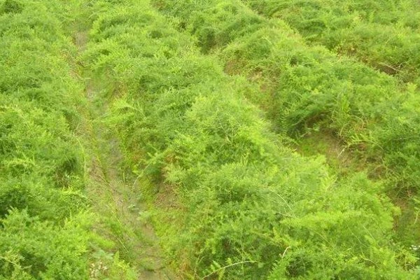 三年天冬的亩产量，在5000公斤左右