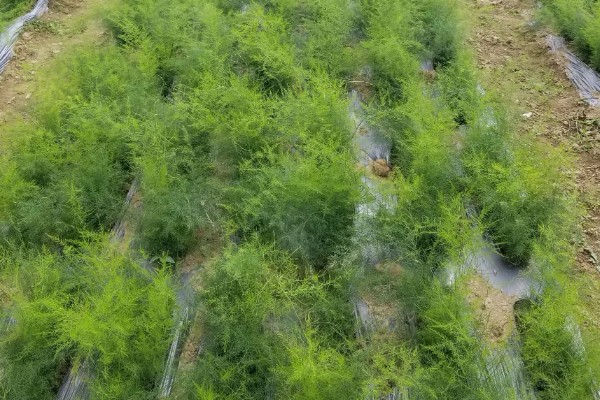 三年天冬的亩产量，在5000公斤左右