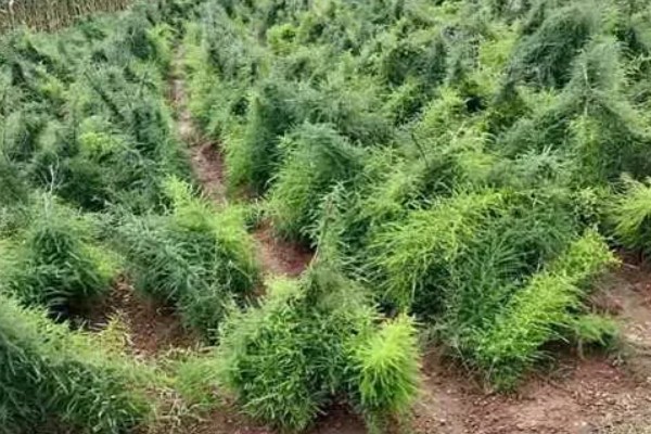 三年天冬的亩产量，在5000公斤左右