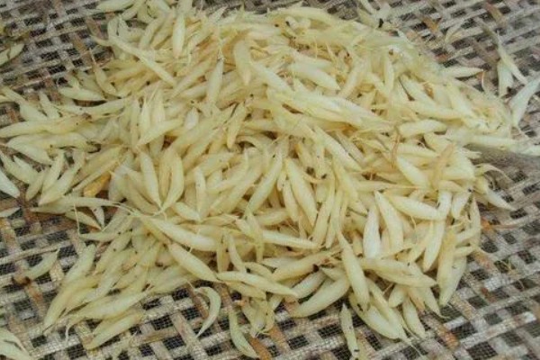 三年天冬的亩产量，在5000公斤左右